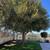 Concrete, pavers, and artificial turf 21 thumbnail