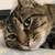 Lost cat: Millard Area 3 thumbnail