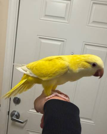 Quaker parrot 1