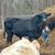 Heifer calf 2 thumbnail