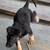 Puppies german Sheppards 3 thumbnail