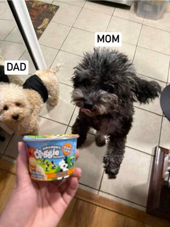 Purebred mini poodle (campbell)64018041346562123