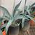 $10 Each Beautiful Potted Agave Succulent Live Plants  Cash only 1 thumbnail