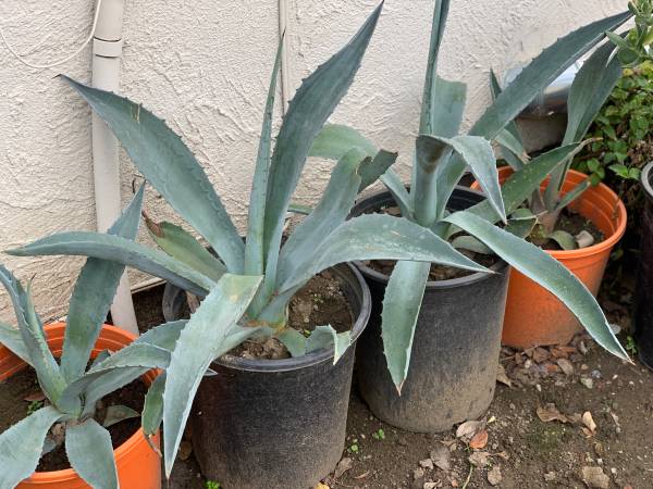 $10 Each Beautiful Potted Agave Succulent Live Plants  Cash only 1
