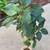 $5 Each Perilla Shiso Asian Japanese Chinese Vietnamese Herb 1 thumbnail