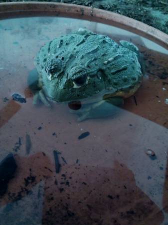 Pixie Frog 1