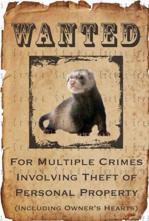Wanted: Ferret 1