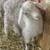Angora Mixed Goats For Sale or Trade 6 thumbnail