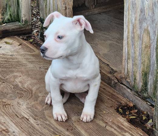 Blue pit pup 1