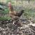Chickens Young Laying Hens 1 thumbnail