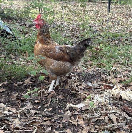 Chickens Young Laying Hens 1