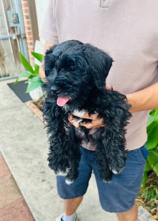 Rehoming Miniature Schnauzer puppies (Houston)63859315730179120