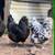 ermine and black ameraucana pair    hen and rooster pairs 1 thumbnail