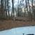 Logs, trees, limbs, branches. 1 thumbnail