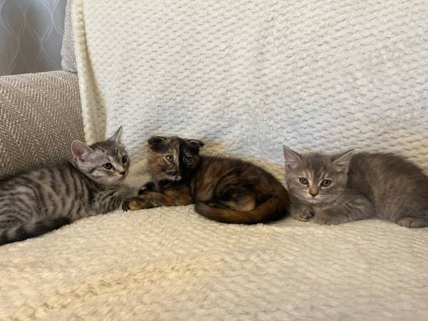 SCOTTISH FOLD AND SCOTTISH STRAIGHT KITTENS (Rancho Cordova)63679255127297122