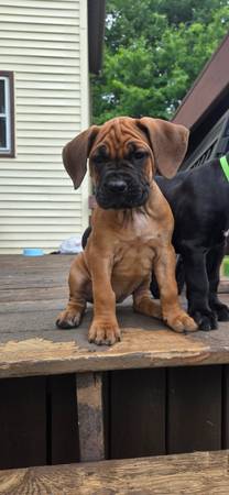 cane corso 1