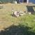 Goslings 1 thumbnail