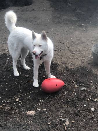 Nuevo hogar para Husky