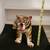 Tiger (ceramic) 3 thumbnail
