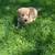 Beautiful golden retriever 2 thumbnail