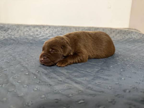 Lab Puppies to Rehome (Pink Hill)63948404371587120
