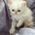 White Purebred Persian Kittens 1 thumbnail