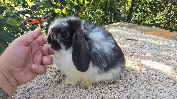 Netherland dwarf and Holland lops589107746528962563