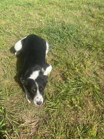 Cachorro heeler para un buen hogar