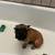Frenchie pup 2 thumbnail