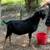 Lamancha Buck 1 thumbnail
