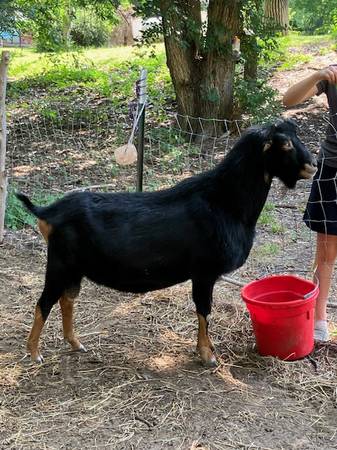 Lamancha Buck 1