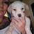 Free looking for forever homes 3 thumbnail