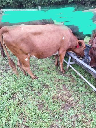 2 Dexter Cows 1