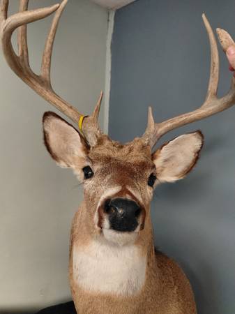 Deer Mounts 1