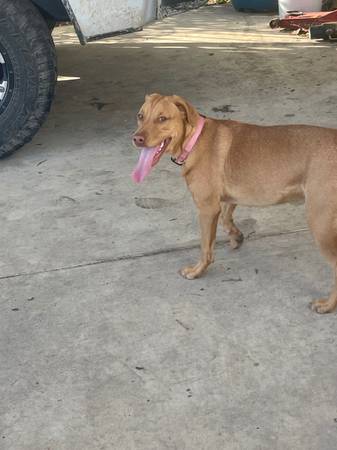 Female medium mix breed 1