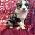 Mini aussie doos 3 thumbnail