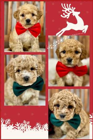 Mini Goldendoodle, Perfect House Pets 1