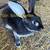 Netherland dwarf and silver marten rabbits 1 thumbnail