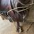Horse Saddle 2 thumbnail