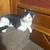 Kitty needing a home 1 thumbnail