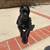 Cane Corso Puppy 4 thumbnail