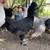 Leghorn,americauna/egger,production red 🐓 2 thumbnail