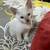 SIAMESE KITTEN 9 thumbnail