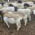 Doper sheep 10 thumbnail