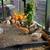 Coturnix Quail 4 thumbnail