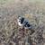 Mini blue merle Aussie 5 thumbnail