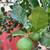 Thai Lemon Herb or Makrut Herb or Kaffir Lime Leaves and Fruits-Fresh 1 thumbnail