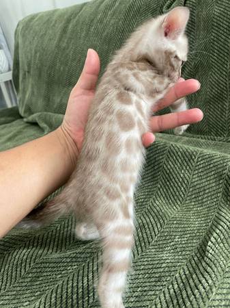 Kittens Bengal (Oakland)5941014066056499211