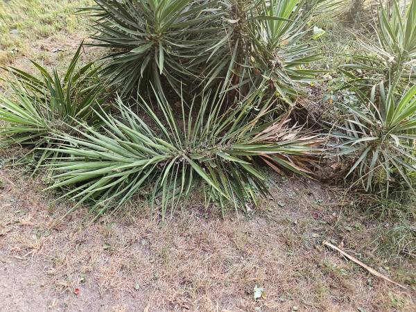 4 ft Yucca Cutting 1