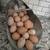 Laying chickens 4 thumbnail